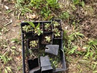 Bluebells seedlings rescued and kept and replanted by Ahlene Shong